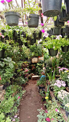 exotic tropical plant garden wallpaper