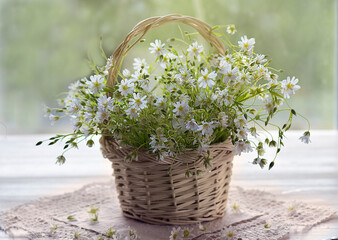 Still life with daisies in a wicker basket on the window in the sun.