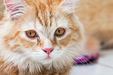 Pet Persian Cat in home posing in front of Camera