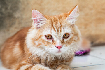 Pet Persian Cat in home posing in front of Camera