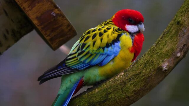 Close up of Eastern Rosella parrot on a branch