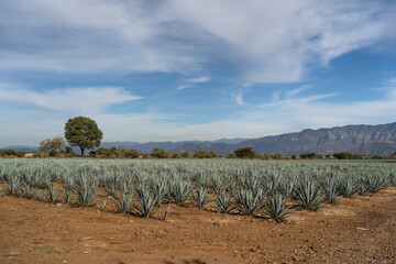 Paisaje de las plantaciones de agave en Tequila Jalisco México.
