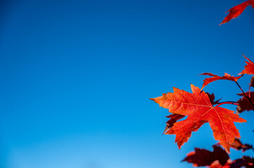 Selective focus on single red maple leaf in the fall against a clear sky