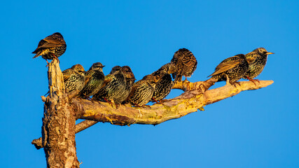 Small starlings sit on a tree branch with a bright sky