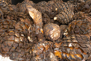 Hay grandes pedazos de agave cocidos en la fabrica para hacer tequila.
