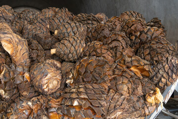Hay grandes pedazos de agave cocidos en la fabrica de tequila.
