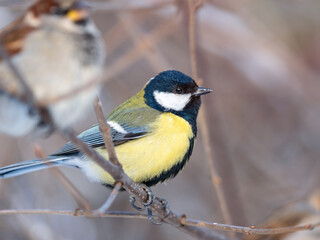 Cute bird Great tit, songbird sitting on a branch without leaves in the autumn or winter.