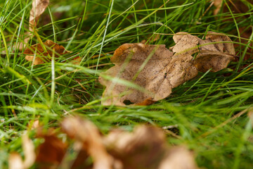 leaf lying in the grass