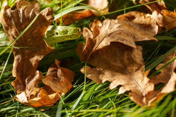 a few leaves lying on the grass