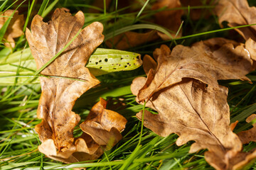 a few leaves lying on the grass