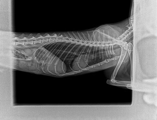 X-ray of a cat's internal organs - chest, stomach, kidneys. Profile shot. Veterinary clinic services.