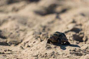 海のビーチの砂浜にある亀のフィギュア模型