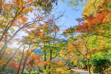 静岡県熱海市　早朝の熱海梅園の紅葉　もみじ祭り