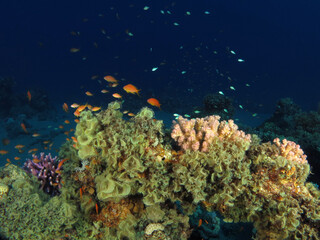 Hard coral and macro algae competing for space on a Red Sea coral reef