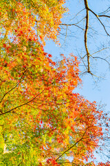 静岡県熱海市　熱海梅園の紅葉　もみじ祭り