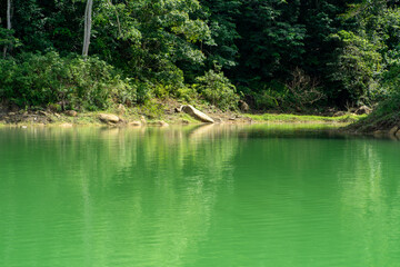 Greenery jungle and lake in a sunny day.