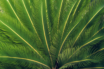 Naklejka na ściany i meble Cycas Revoluta, also known as sago palm, closeup of leaves