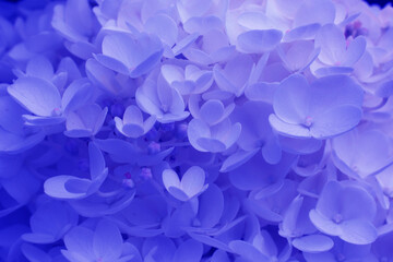 blue hydrangea flowers close up.Classical blue creative and moody toned picture.Dark concept.Blue...