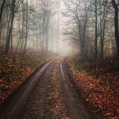 Eerie fog blankets a dirt road