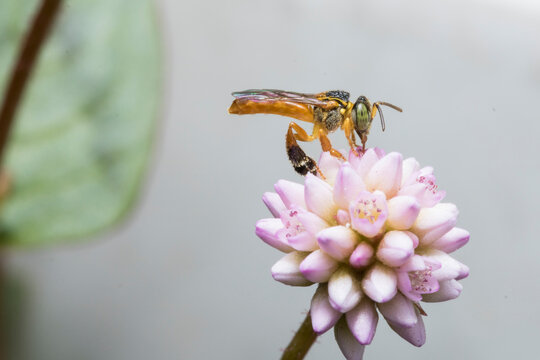 Una abeja doncella recolectando miel. (tetragonisca angustula)