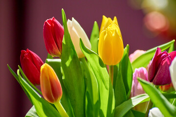 Tulip. Beautiful bouquet of tulips. Colorful tulips. Tulips in spring,colourful tulip.
Blur effect.
