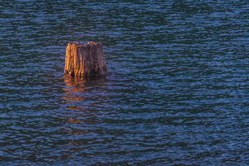 2020-12-07 A OLD SAWED OFF STUMP IN A LAKE IN THE PACIFIC NORTHWEST - obrazy, fototapety, plakaty
