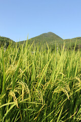 green rice field in countryside