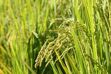Close up to korea rice seeds in ear of paddy
