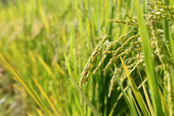 Close up to korea rice seeds in ear of paddy
