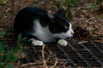 公園にいる野良ネコ。ぶち猫