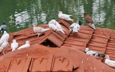 White pigeons sitting on rooftop tiles of a village house, at Taki, West Bengal