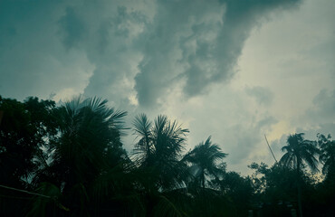 A storm is coming as violent wind gushing through palm tree leaves. Dark cloud formation during Norwesters or Kalbaishakhi (in Bengali language) in a hot summer evening in Taki, West Bengal, India. 