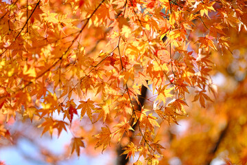 太陽の光を浴びるオレンジ色の紅葉