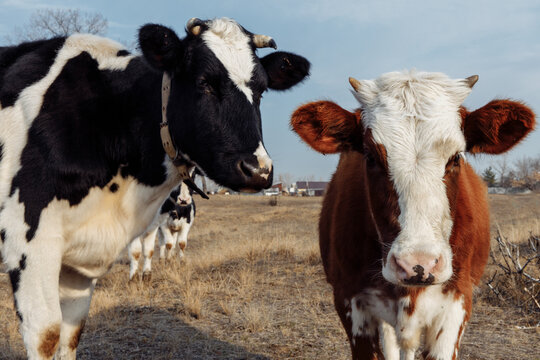 Two domestic cows look into the frame. One cow is black and white. Another cow is red and white. The animals are clean and tidy. High quality photo