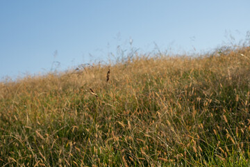 Obraz premium 冬の荒川土手 野原