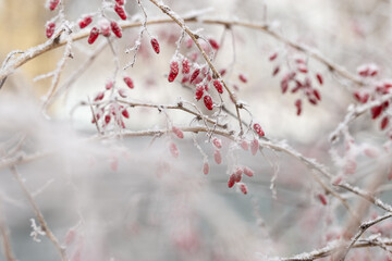 Forest berries of barberry, branch covered hoarfrost, close-up. Natural landscape, snowy winter. Discreet background for computers, phones, and websites.