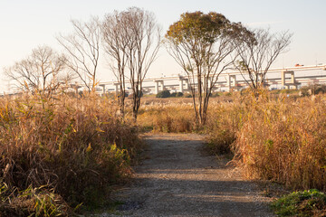 冬の荒川土手 すすきの細道