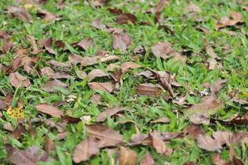 dry leaves on green grass field - A view of dry brown leaves which has fallen into green grass field.