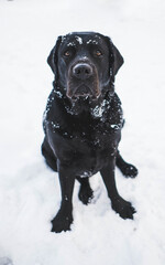 Serious adult black Labrador sitting on white snow on a winter day