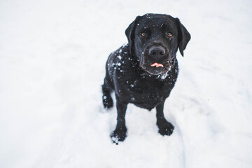 A black Labrador puppy sits on snow-white snow on a winter day and shows a pink tongue to the camera
