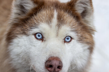 Siberian husky is kept in a kennel, in an aviary