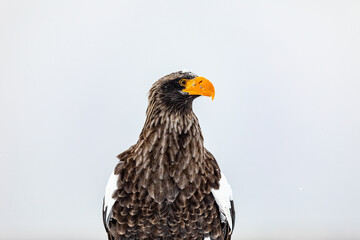横向きのオオワシ