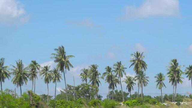 4K Nature video View of the Palm Trees Passing by Under Sunny Blue Skies. Wide Shot of Driving with Camera Looking up at Palm Trees in 4K format POV Tropical Vacation. Summer and nature concept.