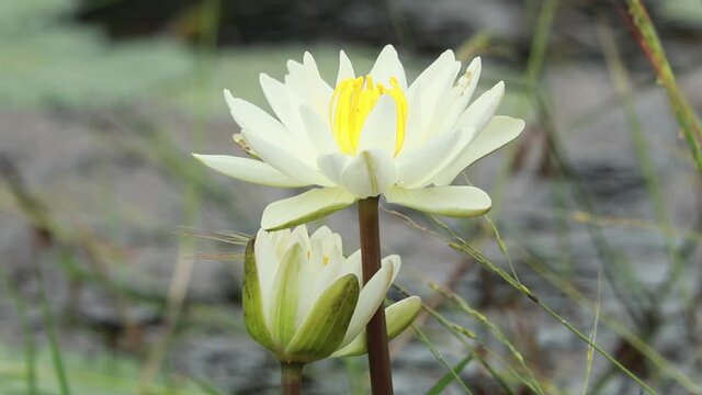 White color water lily or Nymphaeaceae in a pond