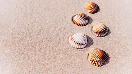 Summer sale with seashells, starfishes on sand ocean beach background. Tranquil beach scene with copy space.