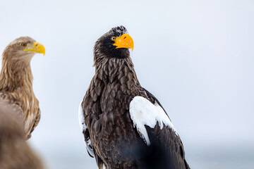 睨みを効かせるオオワシ