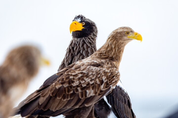 オオワシとオジロワシ