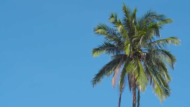 4K Nature video View of the Palm Trees Passing by Under Sunny Blue Skies. Wide Shot of Driving with Camera Looking up at Palm Trees in 4K format POV Tropical Vacation. Summer and nature concept.
