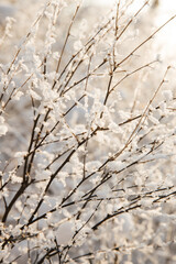 Obraz premium Thin twigs of cherries in the snow. The snow looks like small flowers. The twigs are highlighted in the back by the setting sun. High quality photo
