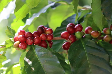 coffee beans in coorg - A close-up view of red coffee beans or cherries  grown in southern part of Karnataka, India.
